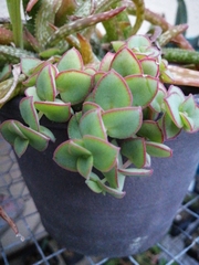 Crassula pellucida marginalis