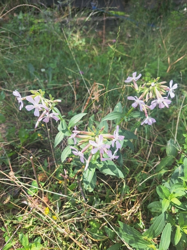 common soapwort