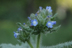 Anchusa arvensis