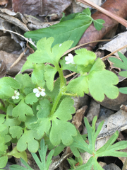 Nemophila