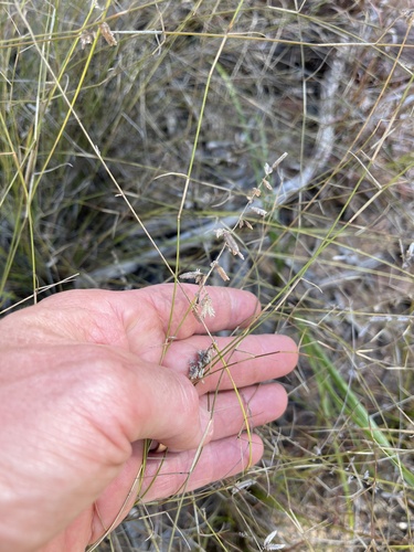 Eragrostis brownii, photograph 4