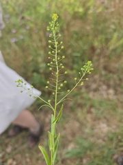 Neslia paniculata
