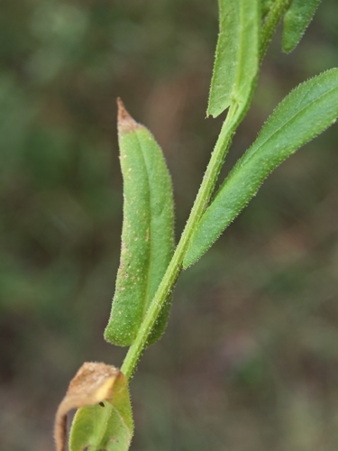 Neslia paniculata, photograph 2
