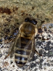 Apis mellifera