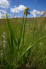 Orthochilus foliosus