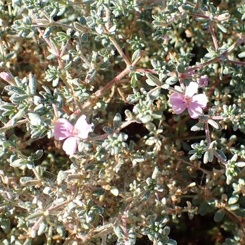 Frankenia pauciflora, photograph 2