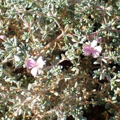 Frankenia pauciflora, photograph (c) Luke Lythgoe, some rights reserved (CC BY)