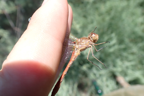 Southern Darter