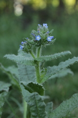 Anchusa arvensis