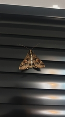 Sphingomorpha chlorea