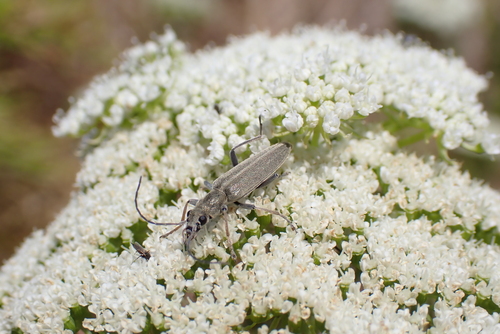 Chitona macedonica