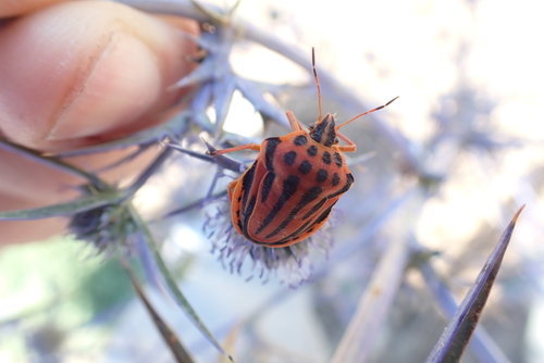 Semipunctated Shield Bug
