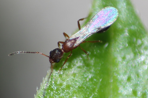 Cardiocondyla emeryi observed 2026-07-05
