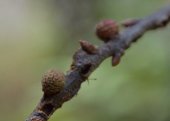 Kokkocynips doctorrosae