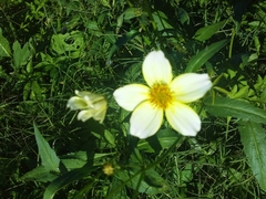 Bidens aurea