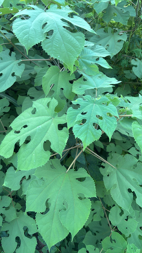 Paper mulberry
