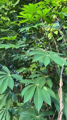 Cassava