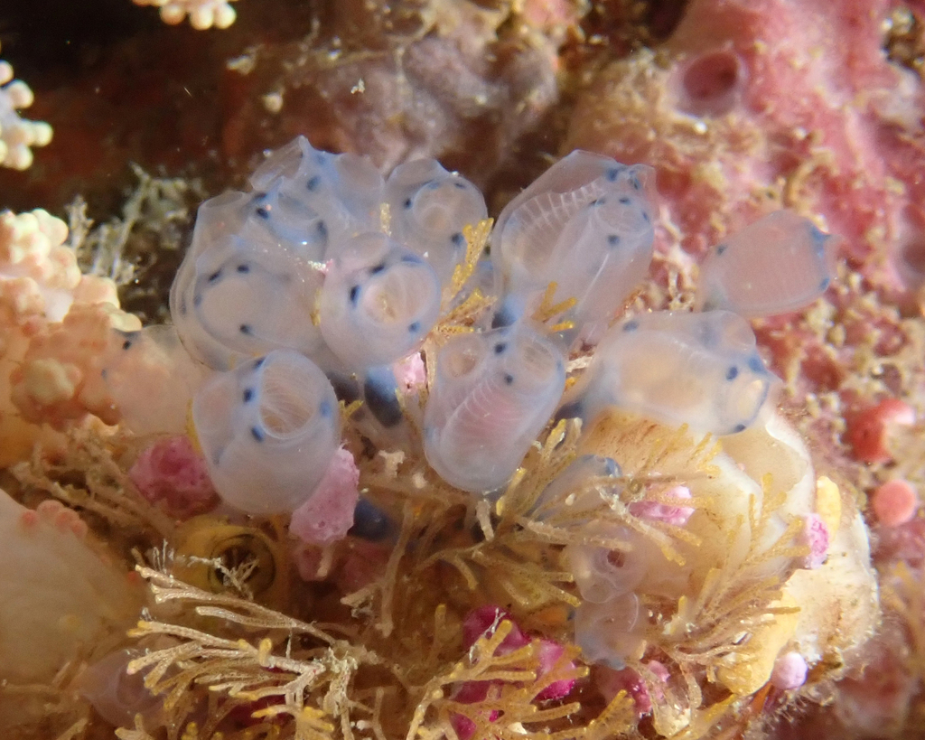 Clavelina moluccensis