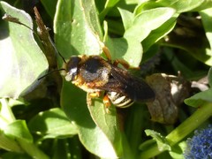 Rhodanthidium septemdentatum