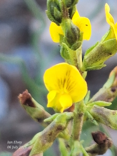 Gland Pixiepea