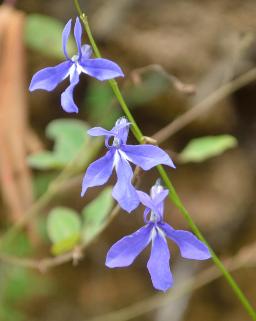 Lobelia ehrenbergii