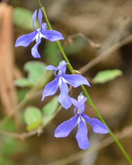 Lobelia ehrenbergii
