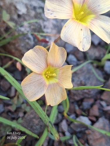 yelloweye woodsorrel