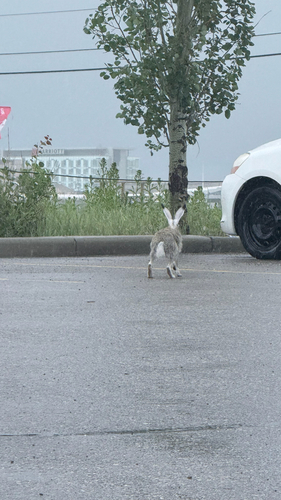 White-tailed Jackrabbit