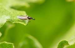 Dilophus antipedalis