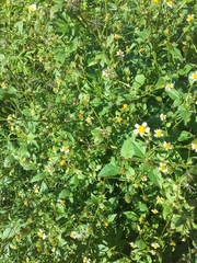 Bidens pilosa