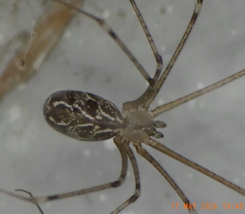 Marbled Cellar Spider