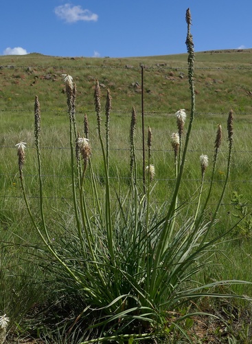 Image of Kniphofia albescens by (c) Suvarna Parbhoo Mohan, some rights reserved (CC BY-SA)