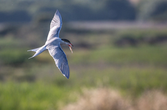 Sterna hirundo