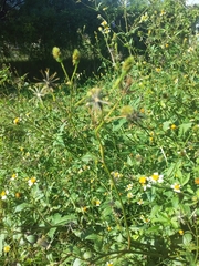 Bidens pilosa