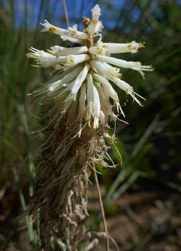 Image of Kniphofia albescens by (c) Suvarna Parbhoo Mohan, some rights reserved (CC BY-SA)