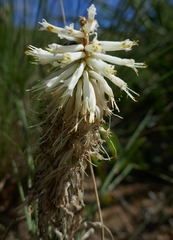 Kniphofia albescens