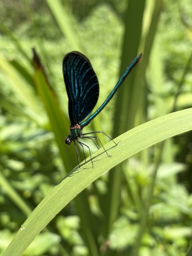 Beautiful Demoiselle