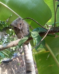 Otus bakkamoena
