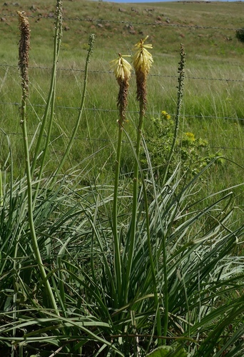 Cream Poker (Kniphofia albescens)
