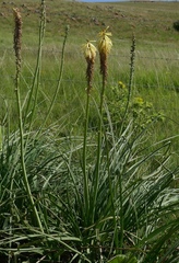 Kniphofia albescens