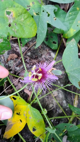 Passiflora amethystina