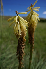 Kniphofia albescens