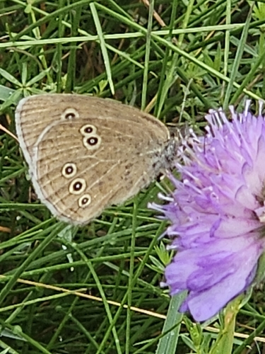 Ringlet