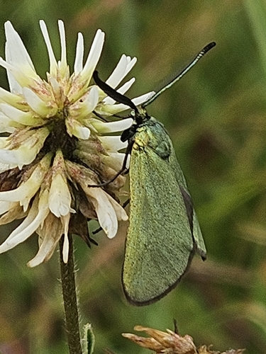 Green Forester Moth