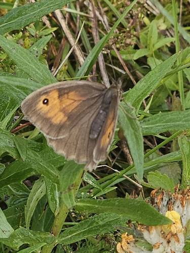 Meadow Brown