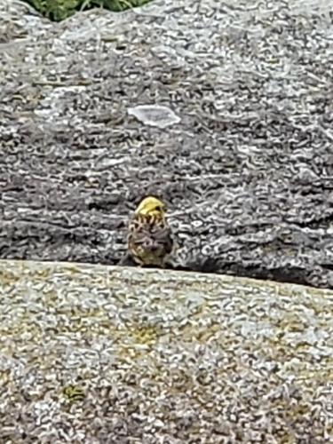 Yellowhammer