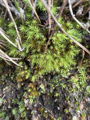 Bartramia robusta observed 2026-07-05