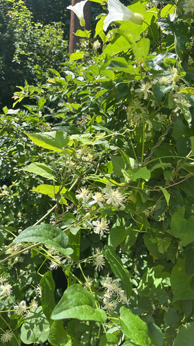 Old man's beard