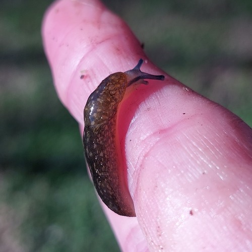 Yellow Cellar Slug