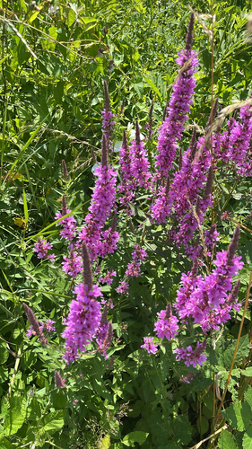 purple loosestrife